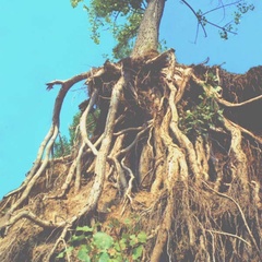 'Nature never maximises efficiency because efficiency is too fragile and brittle. Resilience comes from diversity.'