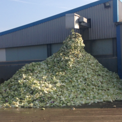 Polish agricultural workers in Lincolnshire