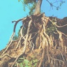'Nature never maximises efficiency because efficiency is too fragile and brittle. Resilience comes from diversity.'