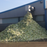Polish agricultural workers in Lincolnshire