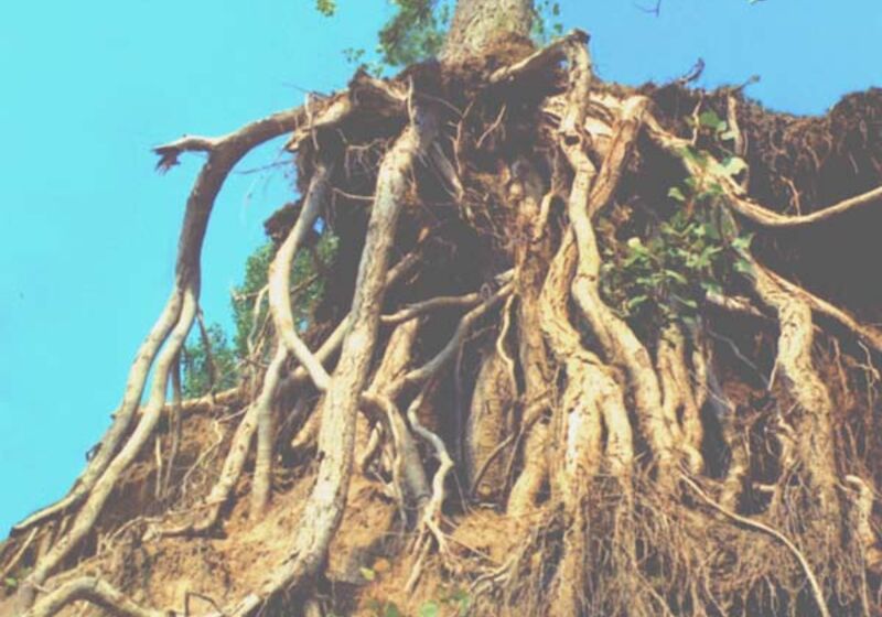 'Nature never maximises efficiency because efficiency is too fragile and brittle. Resilience comes from diversity.'