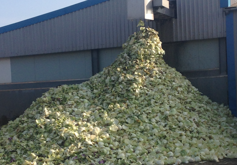 Polish agricultural workers in Lincolnshire