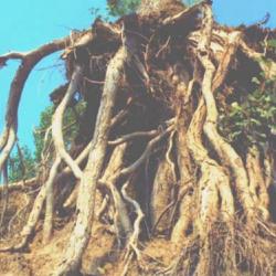 'Nature never maximises efficiency because efficiency is too fragile and brittle. Resilience comes from diversity.'