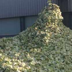 Polish agricultural workers in Lincolnshire