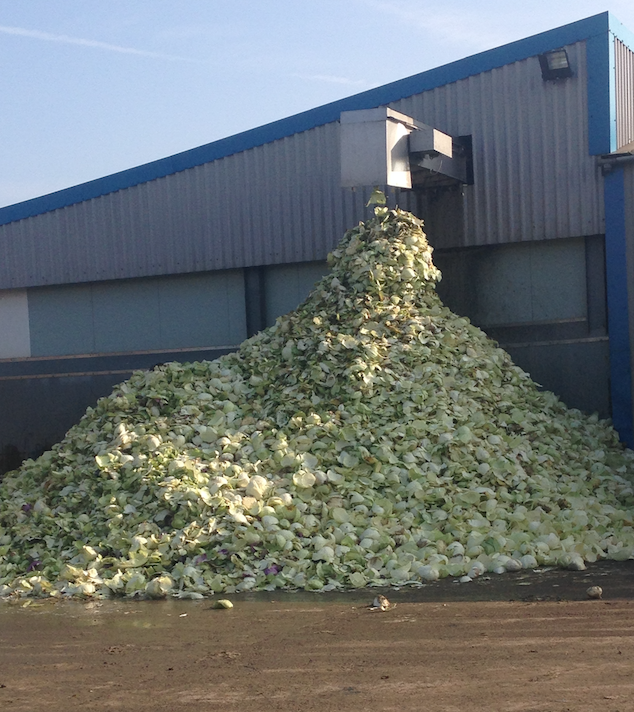 Polish agricultural workers in Lincolnshire